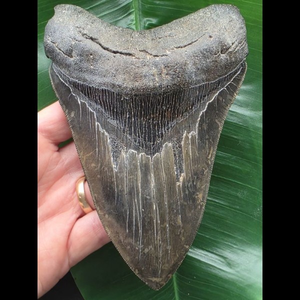 14,9 cm massiver scharfer Zahn des Megalodon 14,9 cm massiver scharfer Zahn des Megalodon