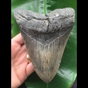 14,8 cm massiver grauer, scharfer Zahn des Megalodon