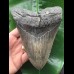 14,8 cm massiver grauer, scharfer Zahn des Megalodon