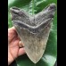 14,8 cm massiver grauer, scharfer Zahn des Megalodon