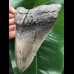 14,8 cm massiver grauer, scharfer Zahn des Megalodon