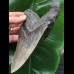 14,8 cm massiver grauer, scharfer Zahn des Megalodon