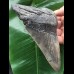 14,8 cm massiver grauer, scharfer Zahn des Megalodon