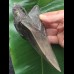 14,8 cm massiver grauer, scharfer Zahn des Megalodon