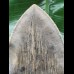 14,8 cm massiver grauer, scharfer Zahn des Megalodon