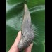 14,8 cm massiver grauer, scharfer Zahn des Megalodon