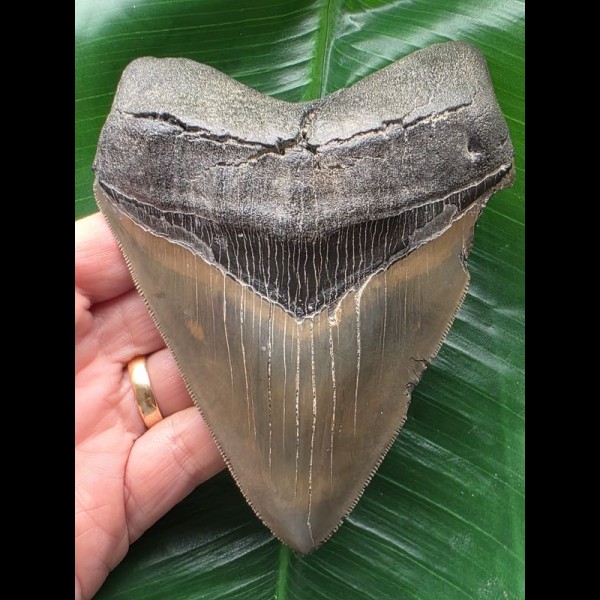 12,5 cm blaugrau gefärbter massiver Zahn des Megalodon