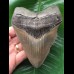 12,5 cm blaugrau gefärbter massiver Zahn des Megalodon