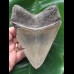12,5 cm blaugrau gefärbter massiver Zahn des Megalodon
