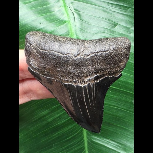 7,9 cm schwarzer scharfer Zahn des Megalodon