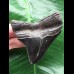 7,9 cm schwarzer scharfer Zahn des Megalodon