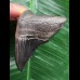7,9 cm schwarzer scharfer Zahn des Megalodon