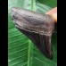7,9 cm schwarzer scharfer Zahn des Megalodon