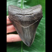 10,6 cm blauschwarzer Zahn des Megalodon mit Pathologie