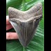 10,6 cm blauschwarzer Zahn des Megalodon mit Pathologie