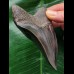 10,6 cm blauschwarzer Zahn des Megalodon mit Pathologie