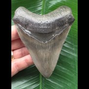 10,3 cm beeindruckender Zahn des Megalodon 