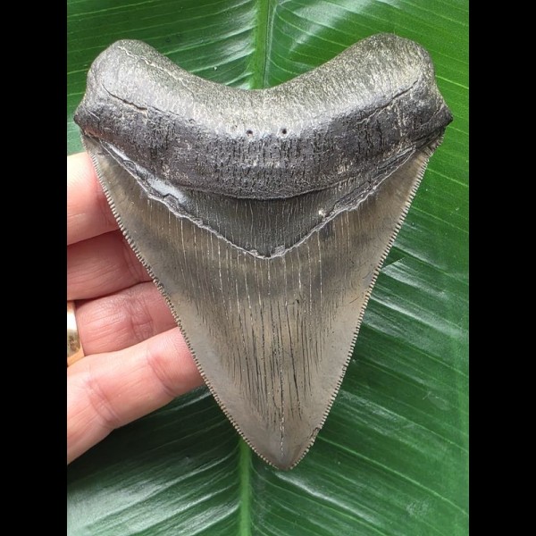 10,3 cm beeindruckender Zahn des Megalodon 