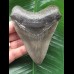 10,3 cm beeindruckender Zahn des Megalodon 