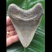 10,3 cm beeindruckender Zahn des Megalodon 