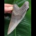 10,3 cm beeindruckender Zahn des Megalodon 