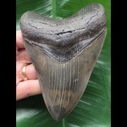 13,2 cm dunkler pyritisierter Zahn des Megalodon