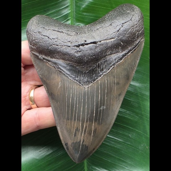 13,2 cm dunkler pyritisierter Zahn des Megalodon