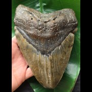 17,1 cm sehr massiver und schwerer Zahn des Megalodon