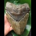 17,1 cm sehr massiver und schwerer Zahn des Megalodon