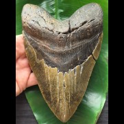 17,1 cm beeindruckend großer, schwerer Zahn des Megalodon