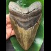 17,1 cm beeindruckend großer, schwerer Zahn des Megalodon 17,1 cm beeindruckend großer, schwerer Zahn des Megalodon