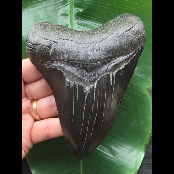 13,1 cm tiefschwarzer scharfer Zahn des Megalodon