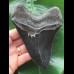13,1 cm tiefschwarzer scharfer Zahn des Megalodon