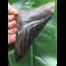 13,1 cm tiefschwarzer scharfer Zahn des Megalodon