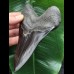 13,1 cm tiefschwarzer scharfer Zahn des Megalodon