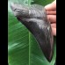13,1 cm tiefschwarzer scharfer Zahn des Megalodon