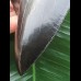 13,1 cm tiefschwarzer scharfer Zahn des Megalodon