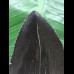 13,1 cm tiefschwarzer scharfer Zahn des Megalodon