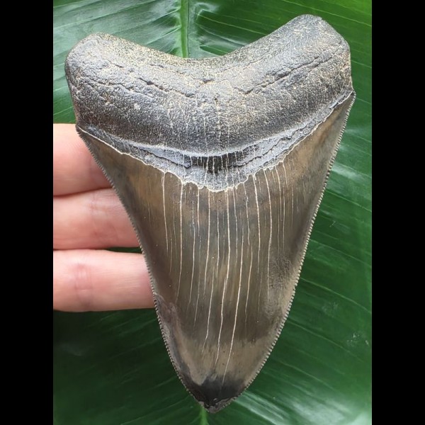 11,0 cm facettenreich gefärbter, scharfer Zahn des Megalodon