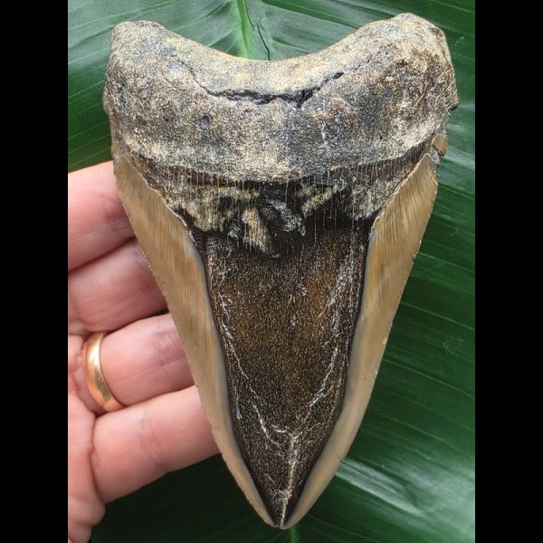 11,6 cm dolchförmiger polierter Zahn des Megalodon 11,6 cm dolchförmiger polierter Zahn des Megalodon