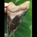 11,6 cm dunkler polierter Zahn des Megalodon 11,6 cm dunkler polierter Zahn des Megalodon