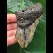 9,4 cm Zahn des Megalodon mit pathologischer Spitze