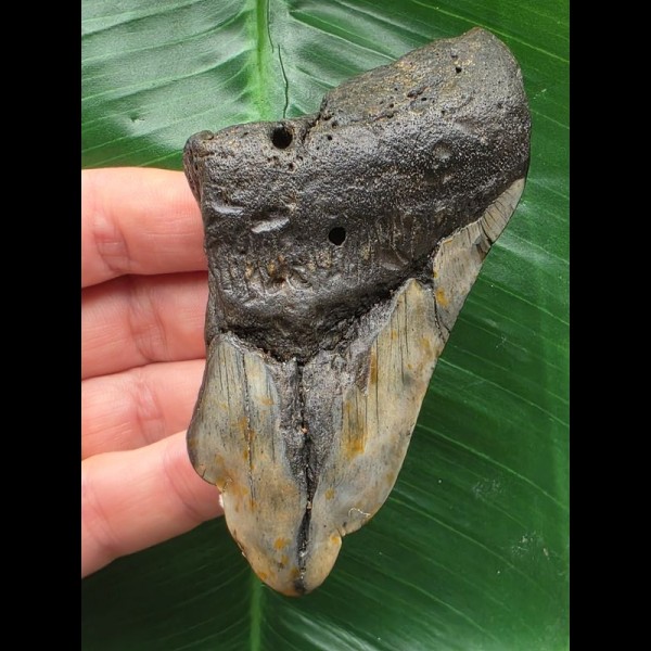9,4 cm Zahn des Megalodon mit pathologischer Spitze