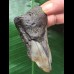 9,4 cm Zahn des Megalodon mit pathologischer Spitze