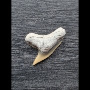 1,9 cm Physogaleus contortus - Zahn [AZ182]