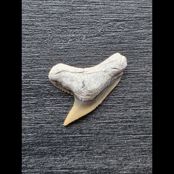 1,9 cm Physogaleus contortus - Zahn [AZ182]