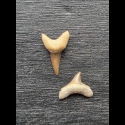 Alopias hermani (Fuchshai †)- Haizahn Set [AZ190]