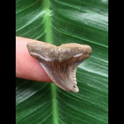 2,6 cm schön gefärbter Zahn des Hemipristis serra