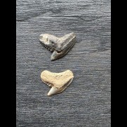 Set aus 2 Zähnen des Galeocerdo aduncus