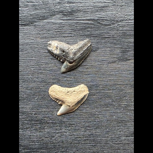 Set aus 2 Zähnen des Galeocerdo aduncus